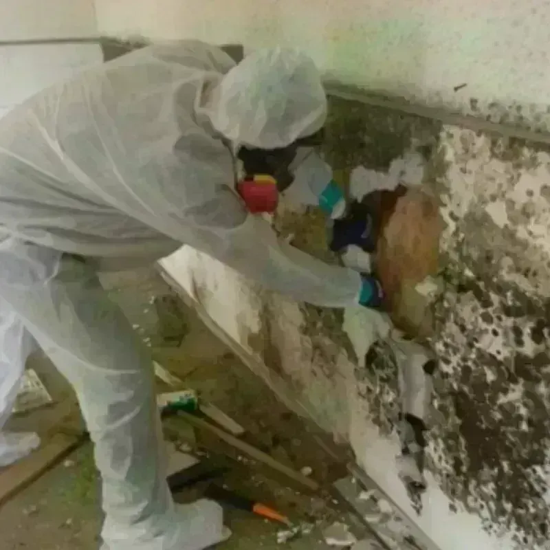 Mold Remediation and Removal in Keokea, HI